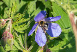 Image of Bombus jonellus (Kirby 1802)