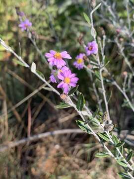 Image of Athrixia phylicoides DC.