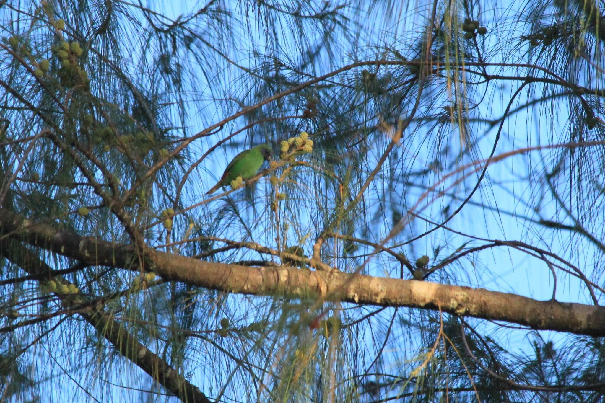 Image of Blue-faced Parrot-Finch