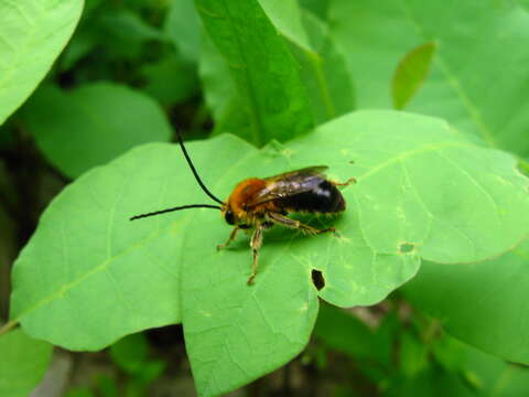 Image of Eucera longicornis (Linnaeus 1758)