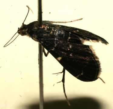 Image of <i>Dichocrocis tlapalis</i> Schaus