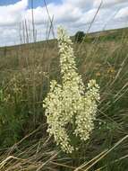 Sivun Veratrum virginicum (L.) W. T. Aiton kuva