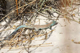 Image of Aspidoscelis inornatus gypsi (Wright & Lowe 1993)