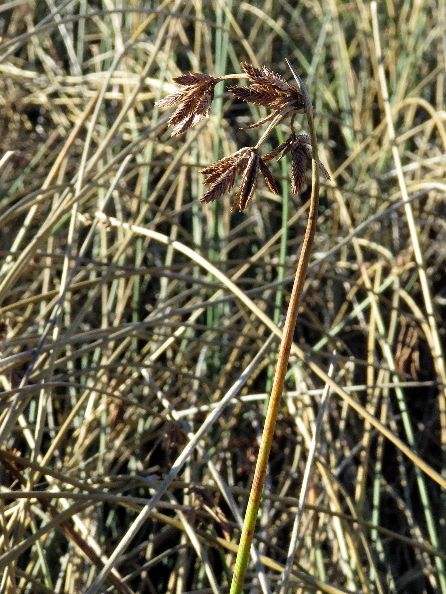 Imagem de Cyperus marginatus Thunb.