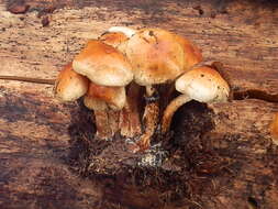 Image de Pholiota rufodisca A. H. Sm. & Hesler 1968