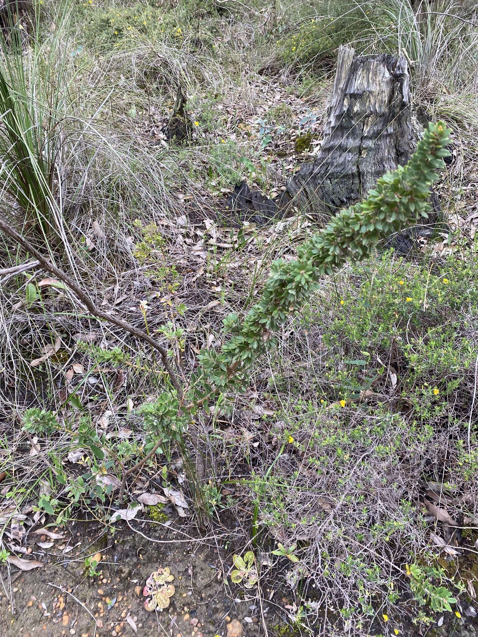 Image of Hakea ruscifolia Labill.