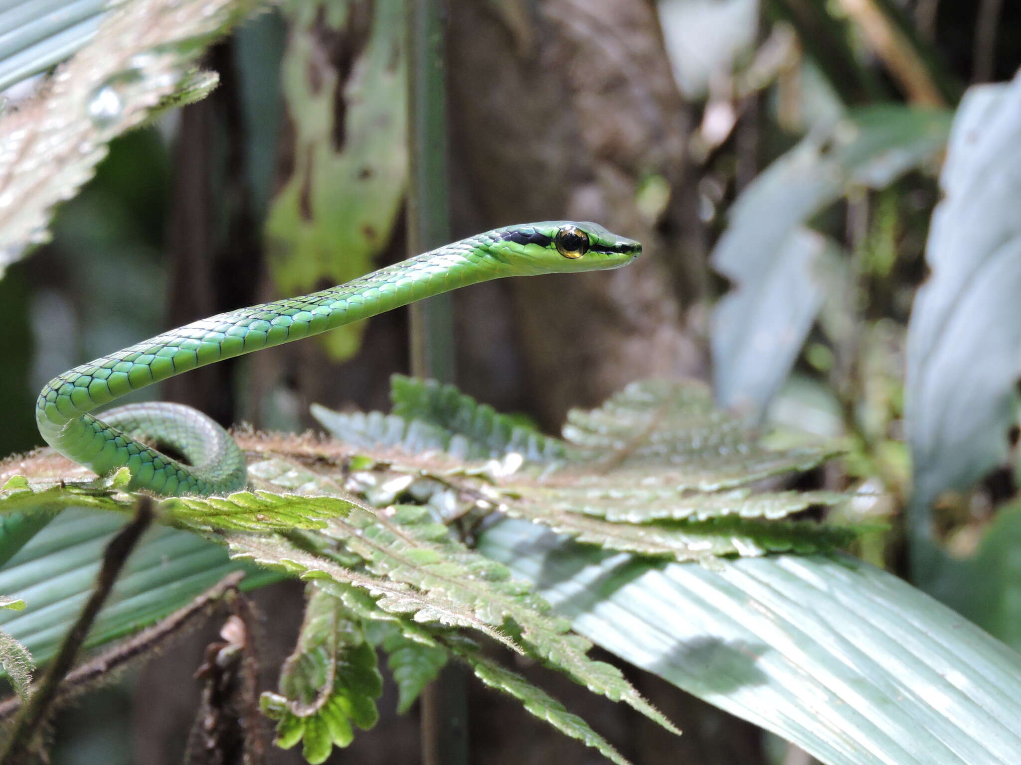 Image of Cope's Parrot Snake