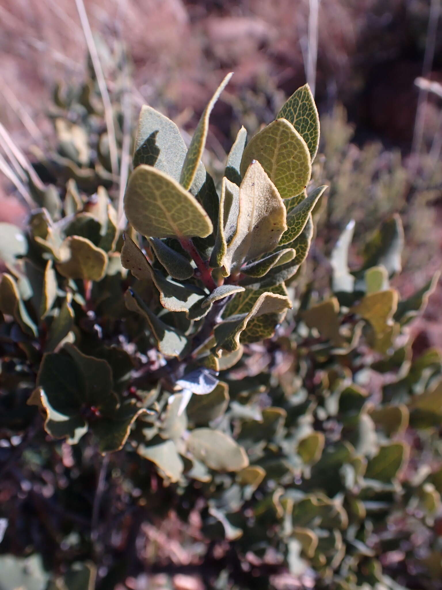 Euclea crispa subsp. ovata (Burch.) F. White的圖片