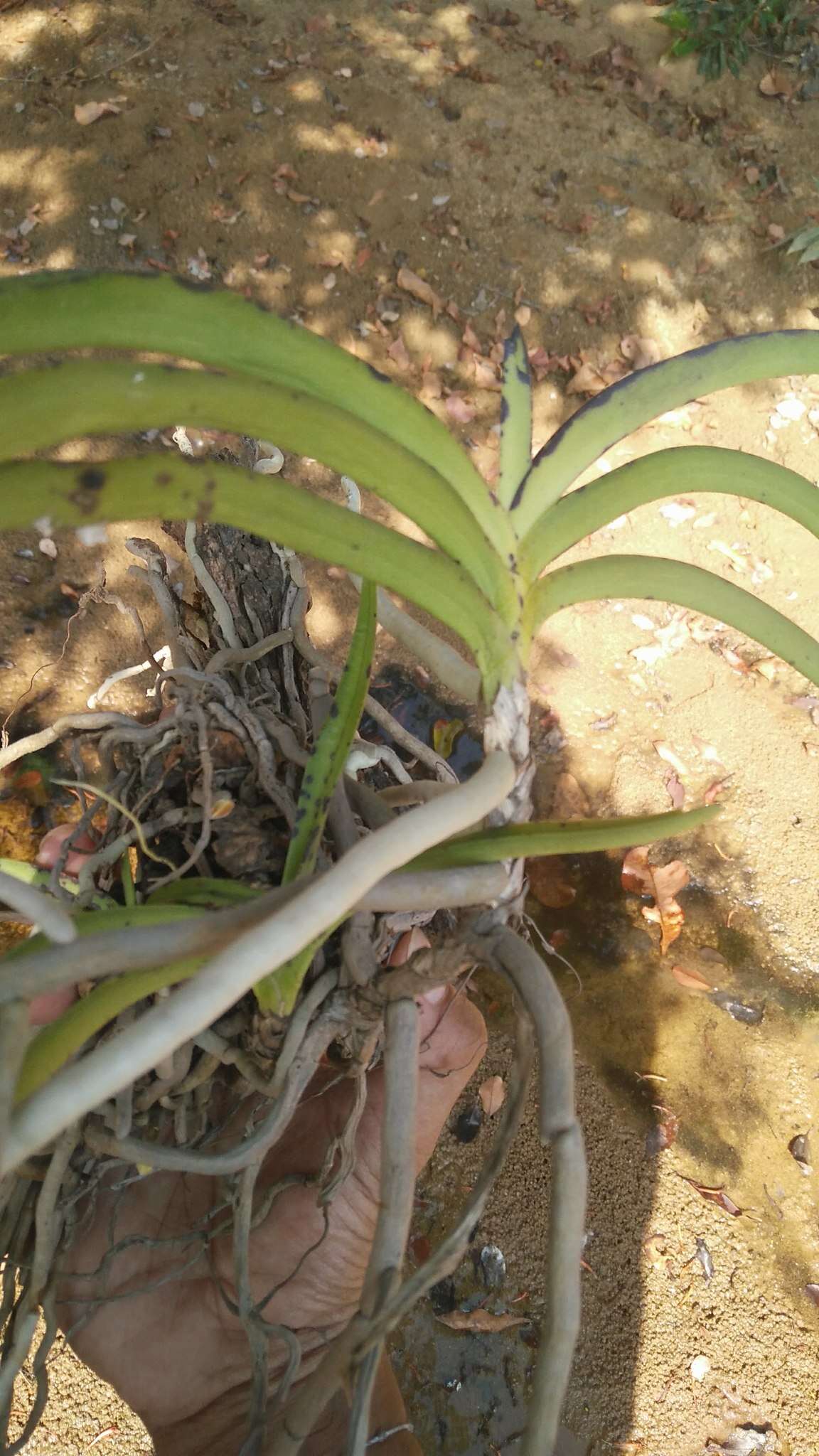 Image of Grey orchid