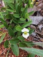 Plancia ëd Dalechampia caperonioides Baill.