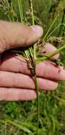 Sivun Scirpus atrocinctus Fernald kuva