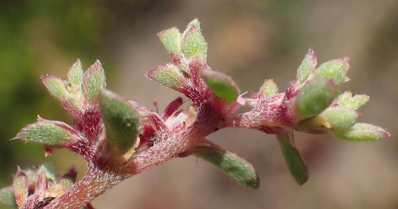 Image of Aizoon sarcophyllum (Fenzl ex Harv. & Sond.) Klak