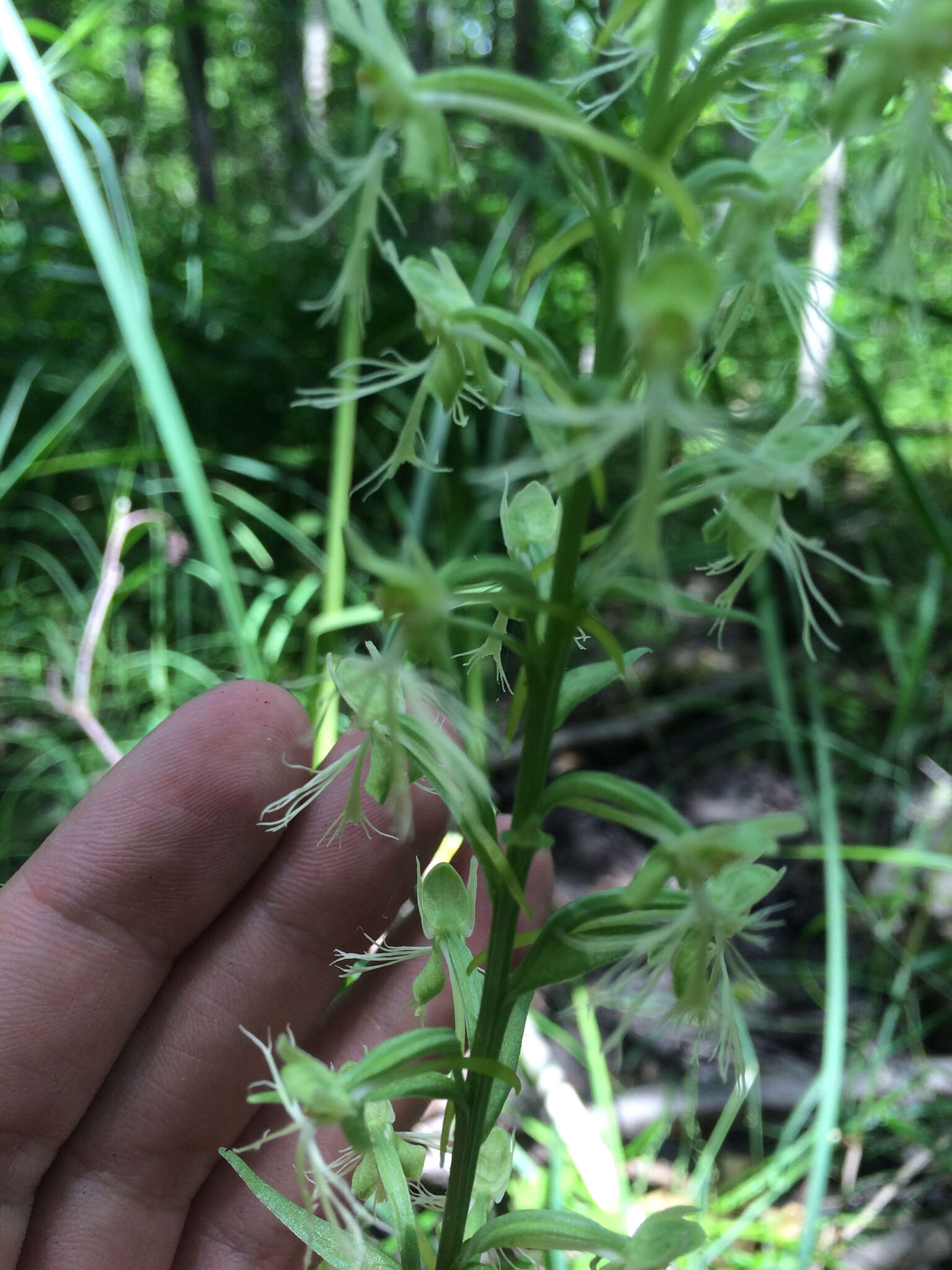 Слика од Platanthera lacera (Michx.) G. Don