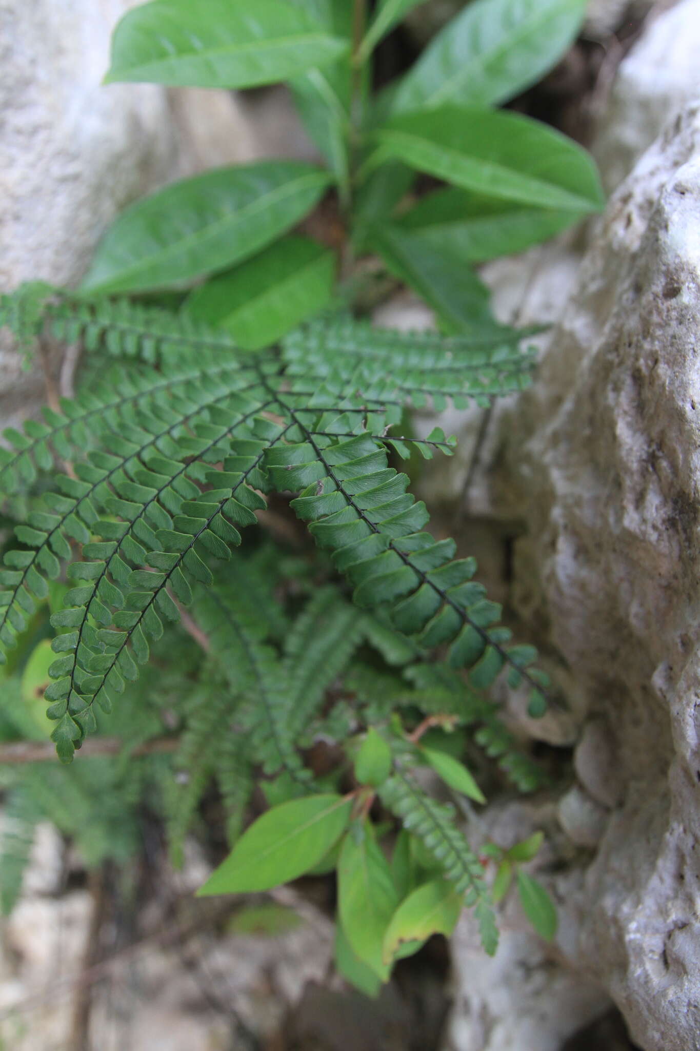 Imagem de Adiantum pyramidale (L.) Willd.