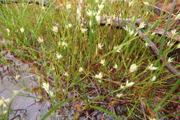 Plancia ëd Rhynchospora alba (L.) Vahl