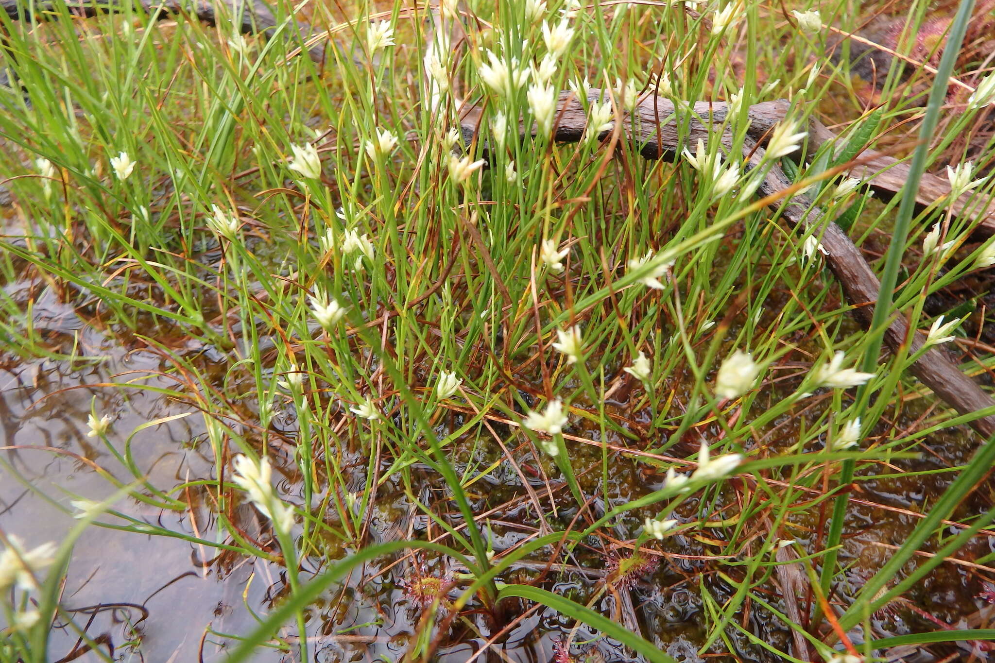 Plancia ëd Rhynchospora alba (L.) Vahl