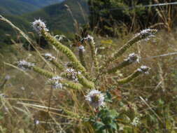 Image of Mentha suaveolens subsp. suaveolens