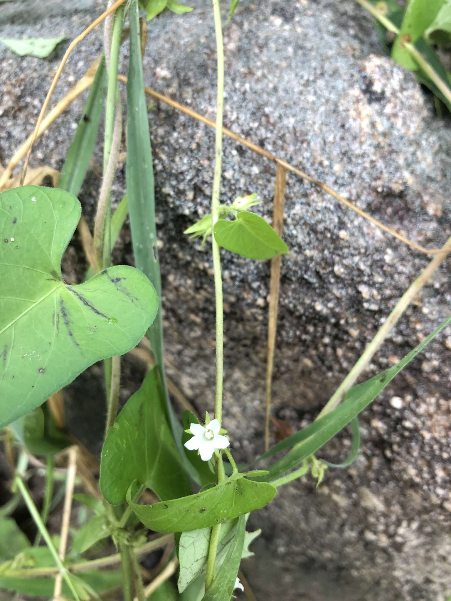 Image of Ipomoea biflora (L.) Pers.