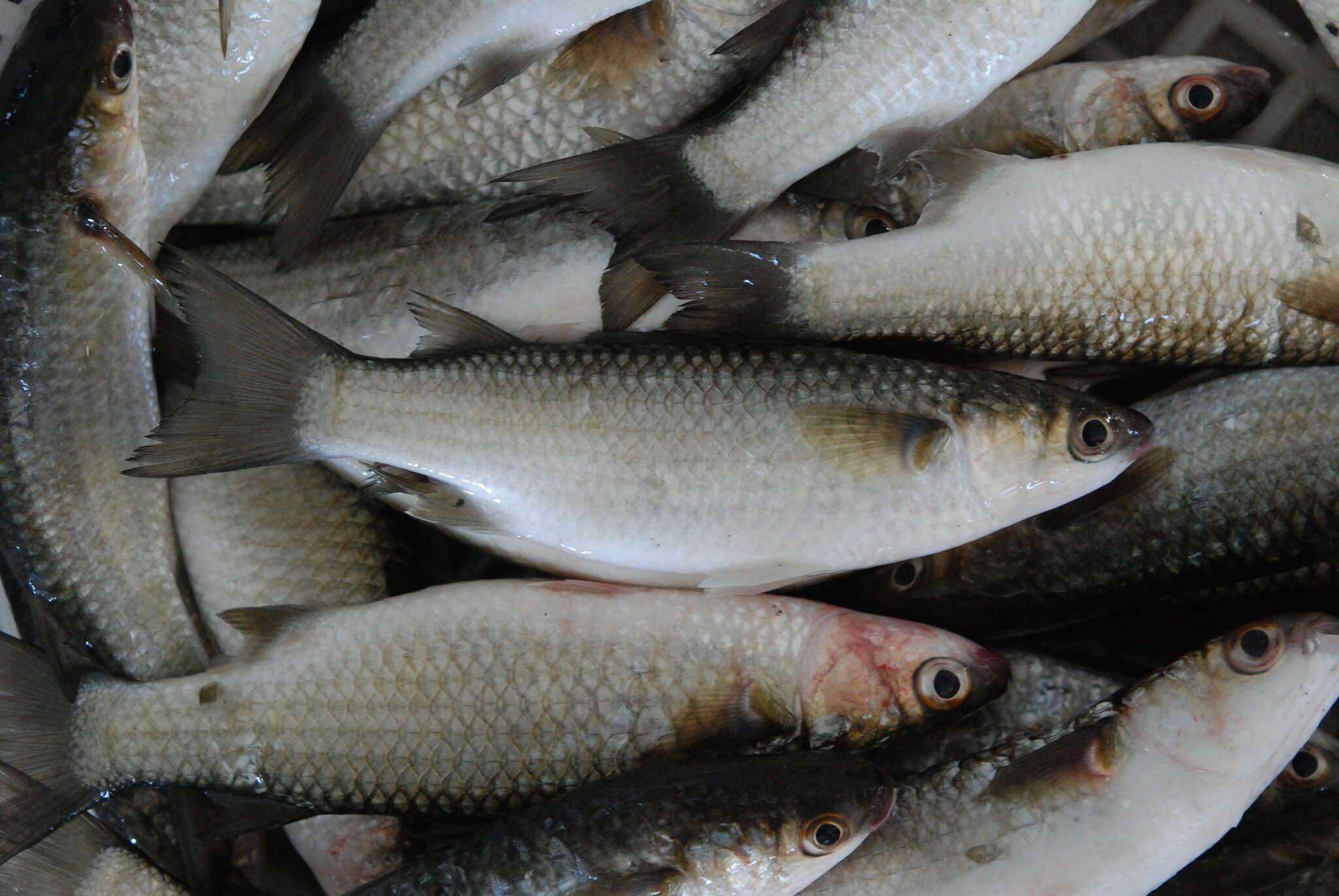 Image of Berneo-mullet