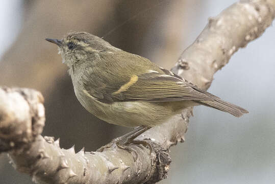 Imagem de Phylloscopus pulcher Blyth 1845