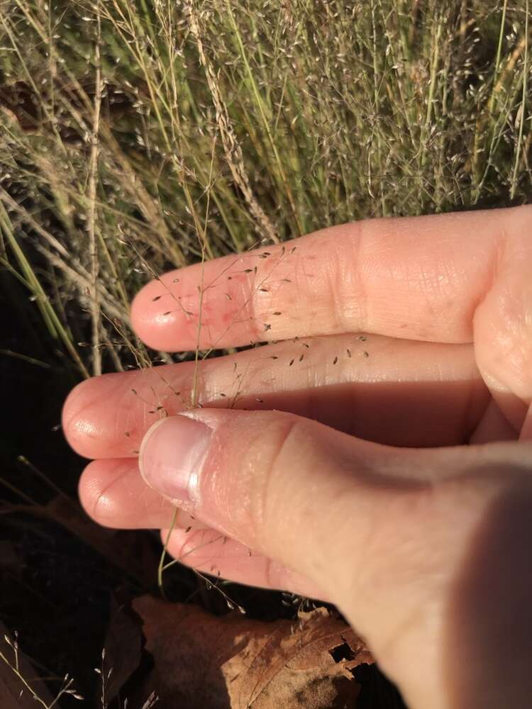 Sivun Muhlenbergia uniflora (Muhl.) Fernald kuva