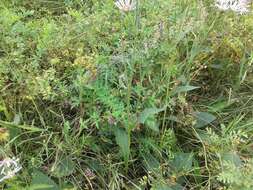 Image of Tatarian aster