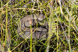 Image of White-lipped snake