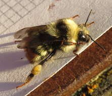 Sivun Bombus centralis Cresson 1864 kuva