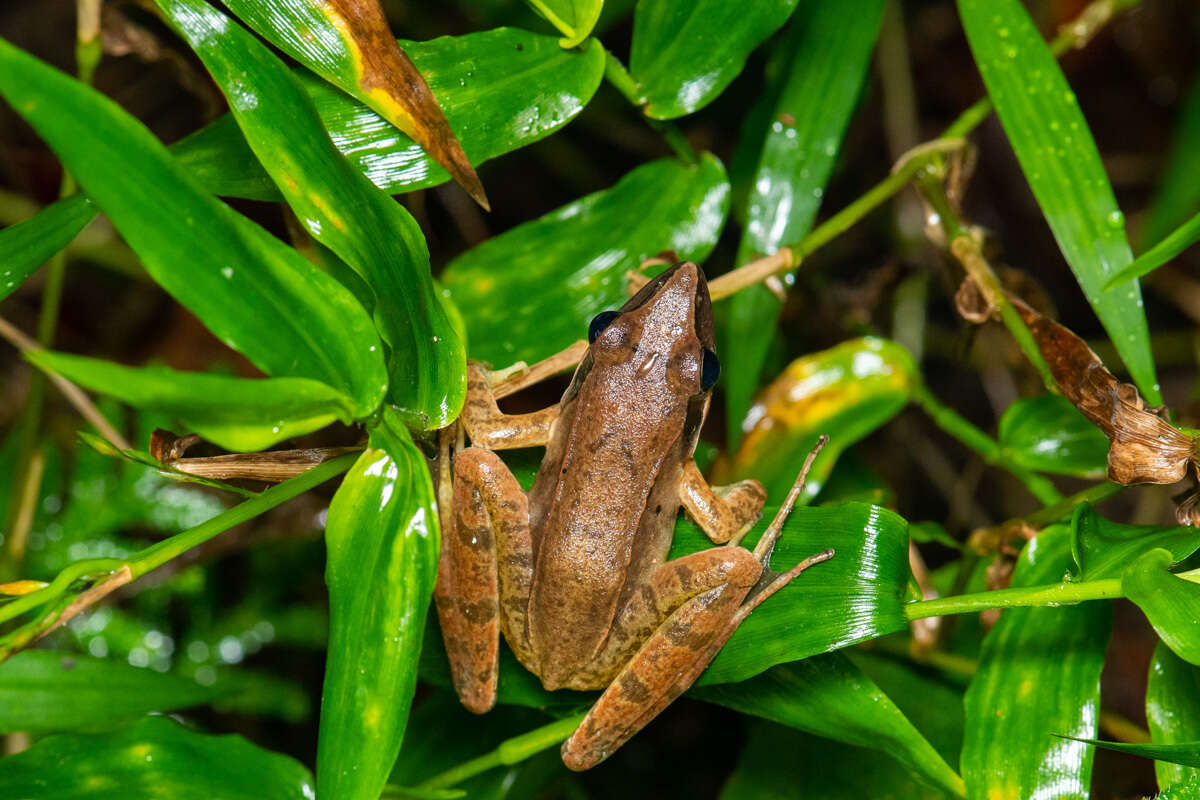 Image of Rana longicrus Stejneger 1898