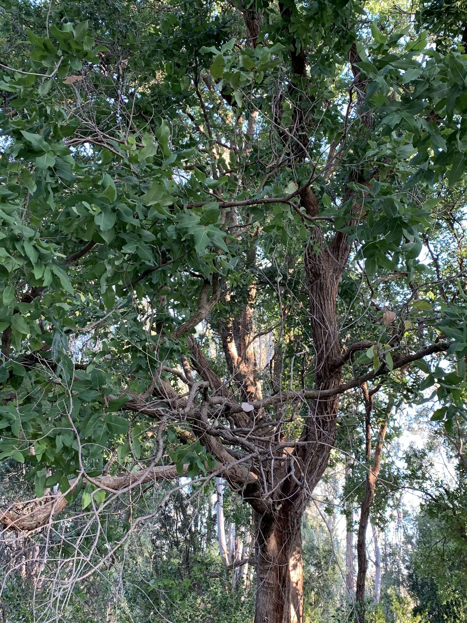 Image de Angophora subvelutina F. Müll.