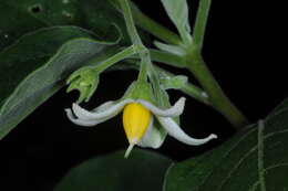 Image de Solanum stuckertii Bitter