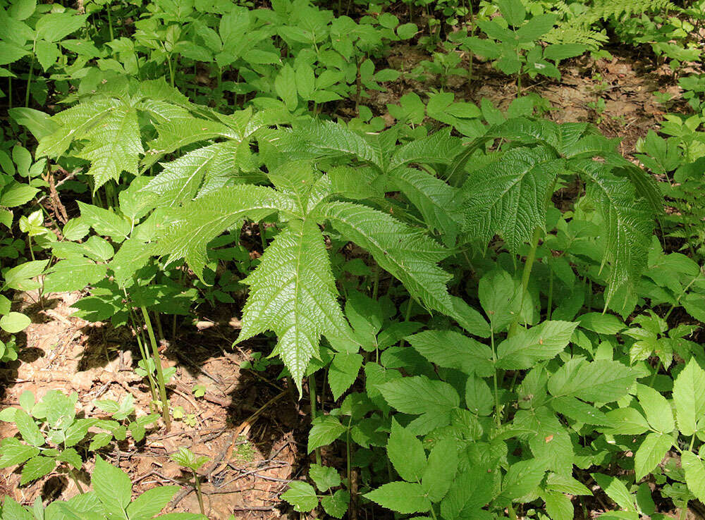 صورة Rodgersia podophylla A. Gray