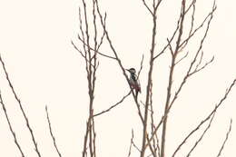 Image of White-winged Woodpecker