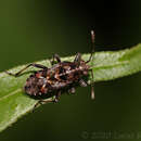 Image of Neortholomus gibbifer (Berg & C. 1892)