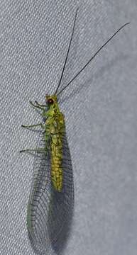 Image of Italochrysa insignis (Walker 1853)