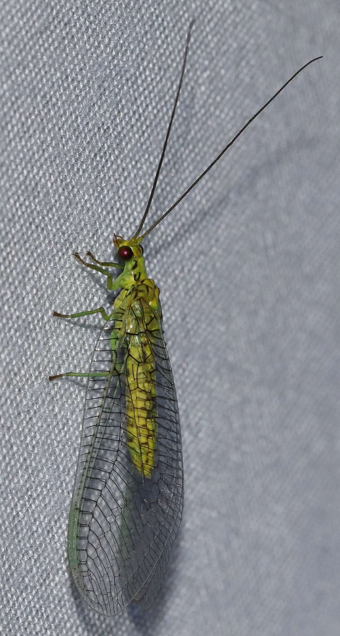 Image of Italochrysa insignis (Walker 1853)