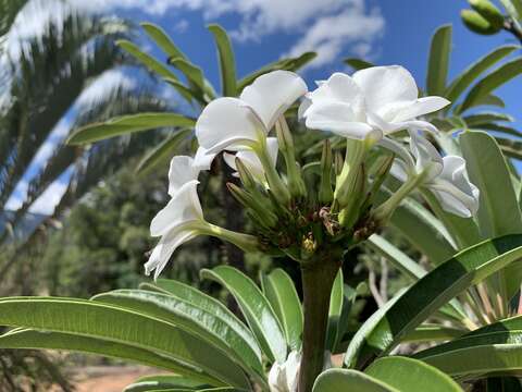 Image of Pachypodium lamerei Drake