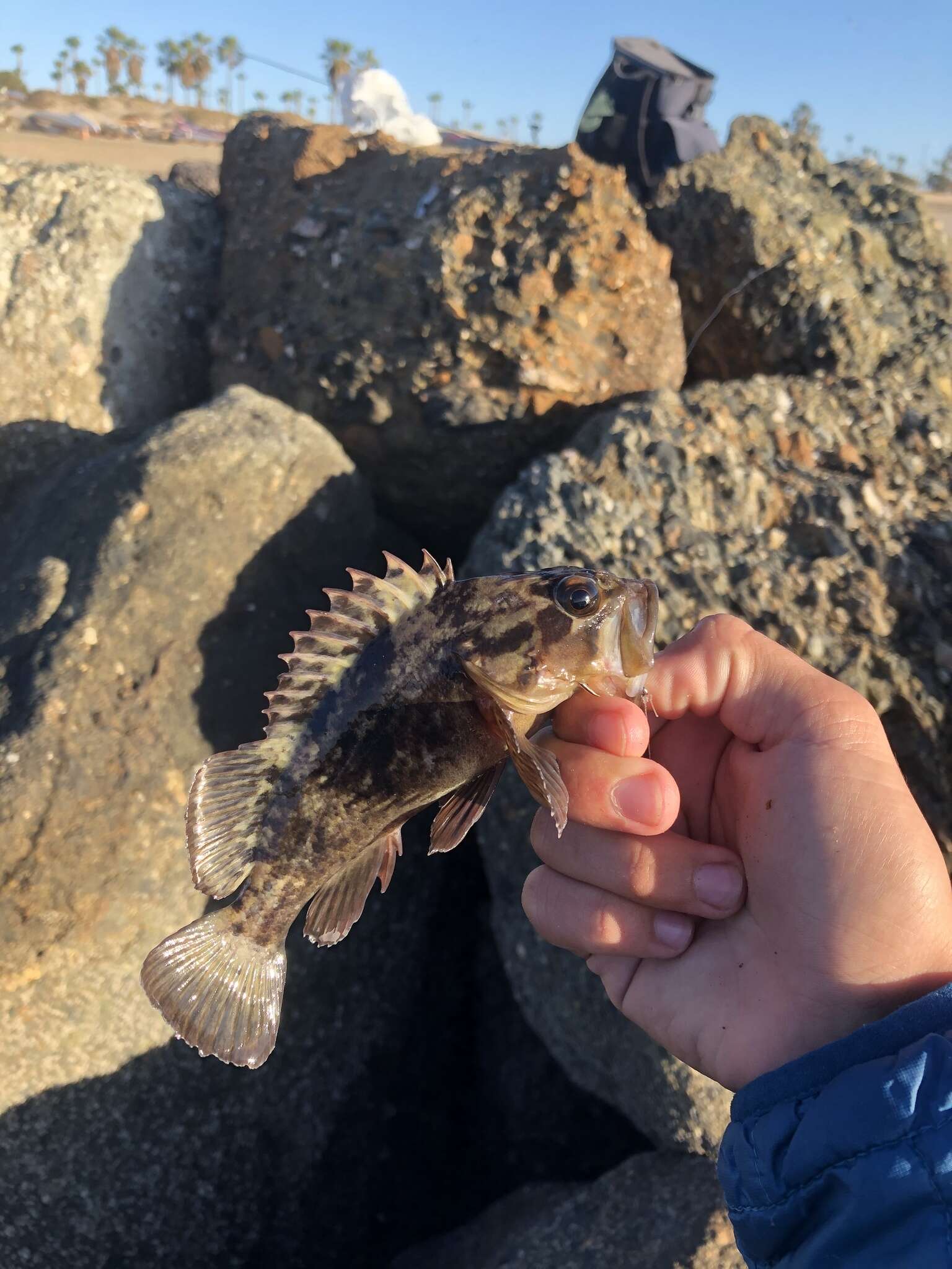 Image of Grass rockfish