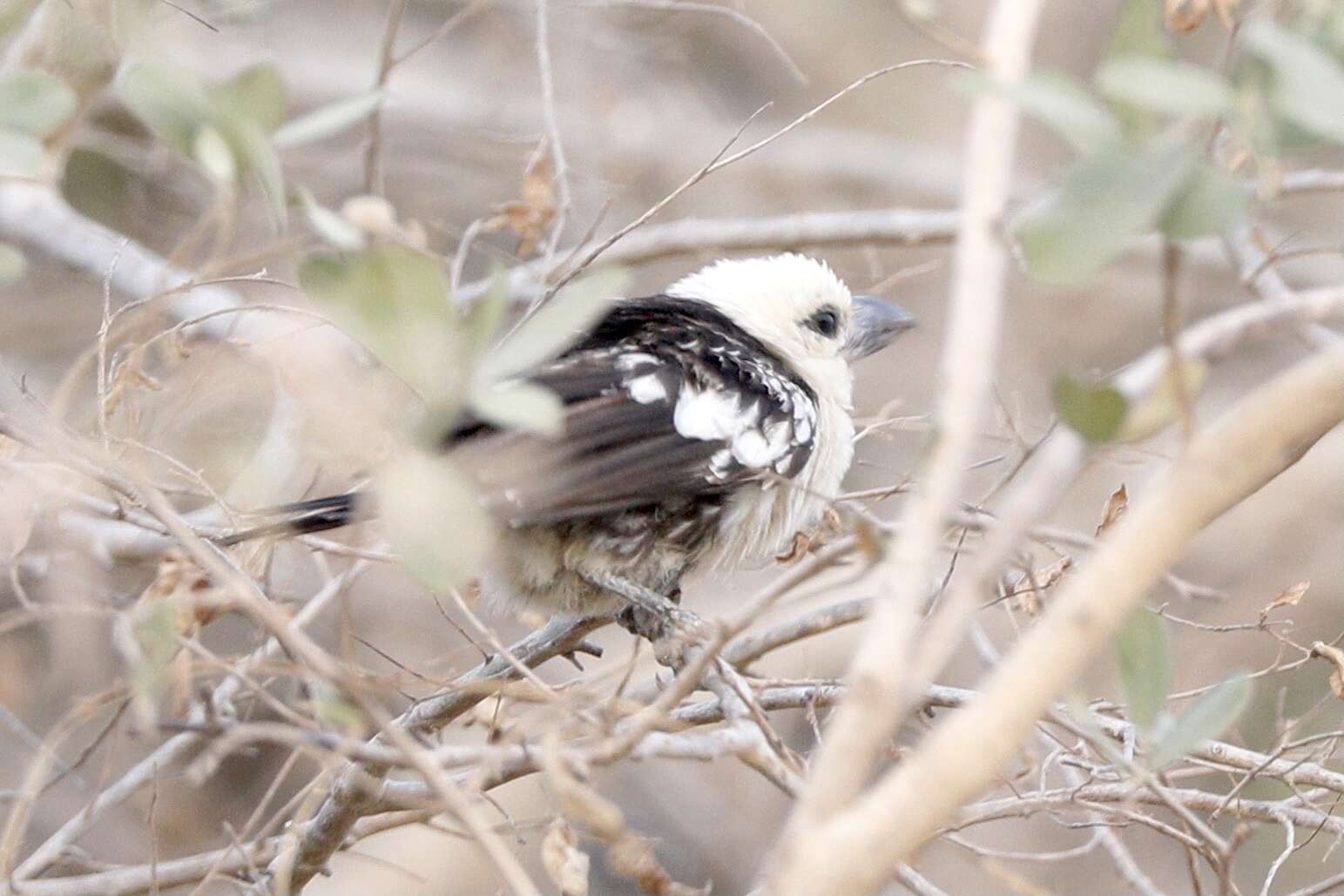 Image of White-headed Barbet