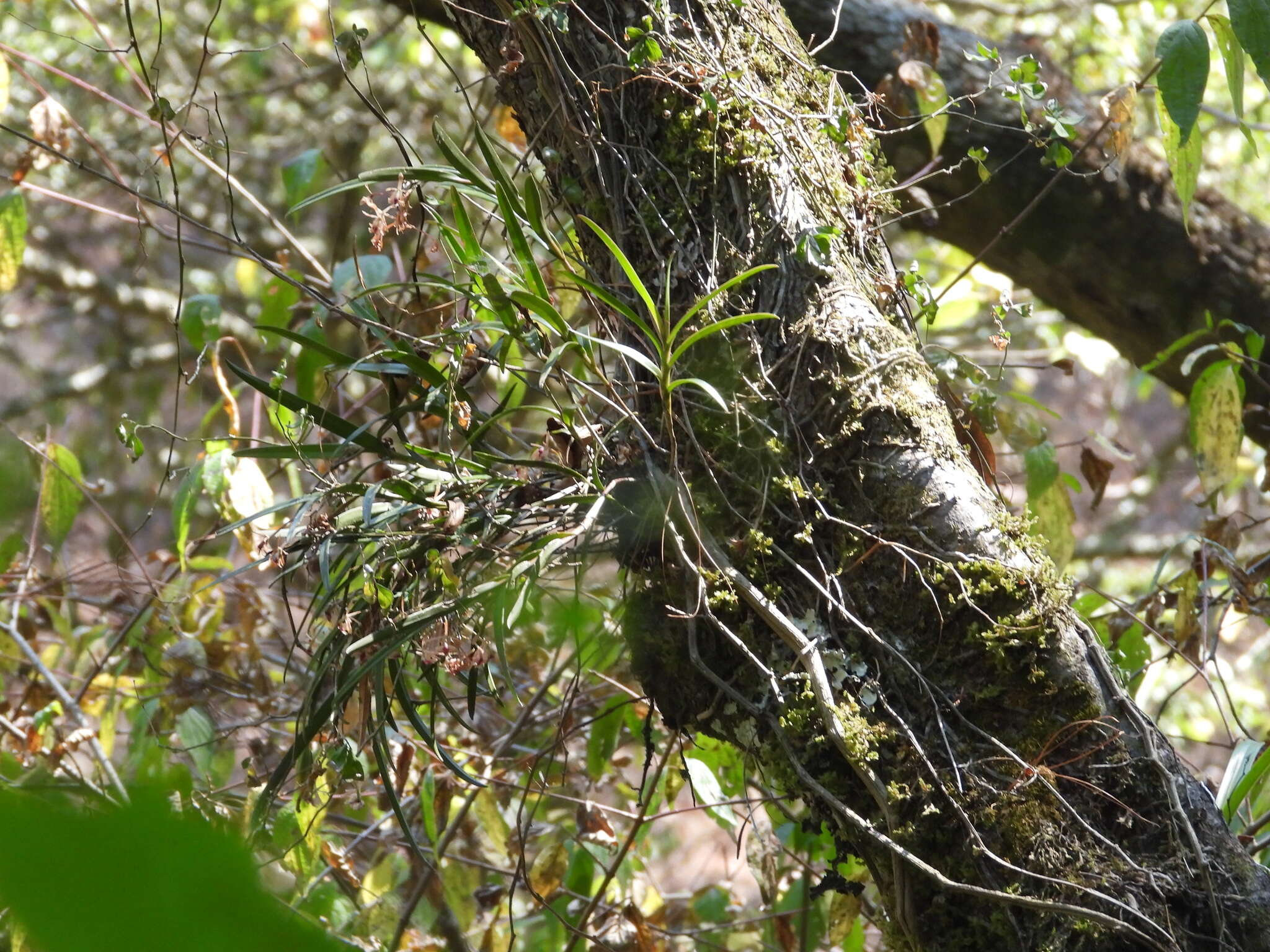 Image of Epidendrum anisatum Lex.