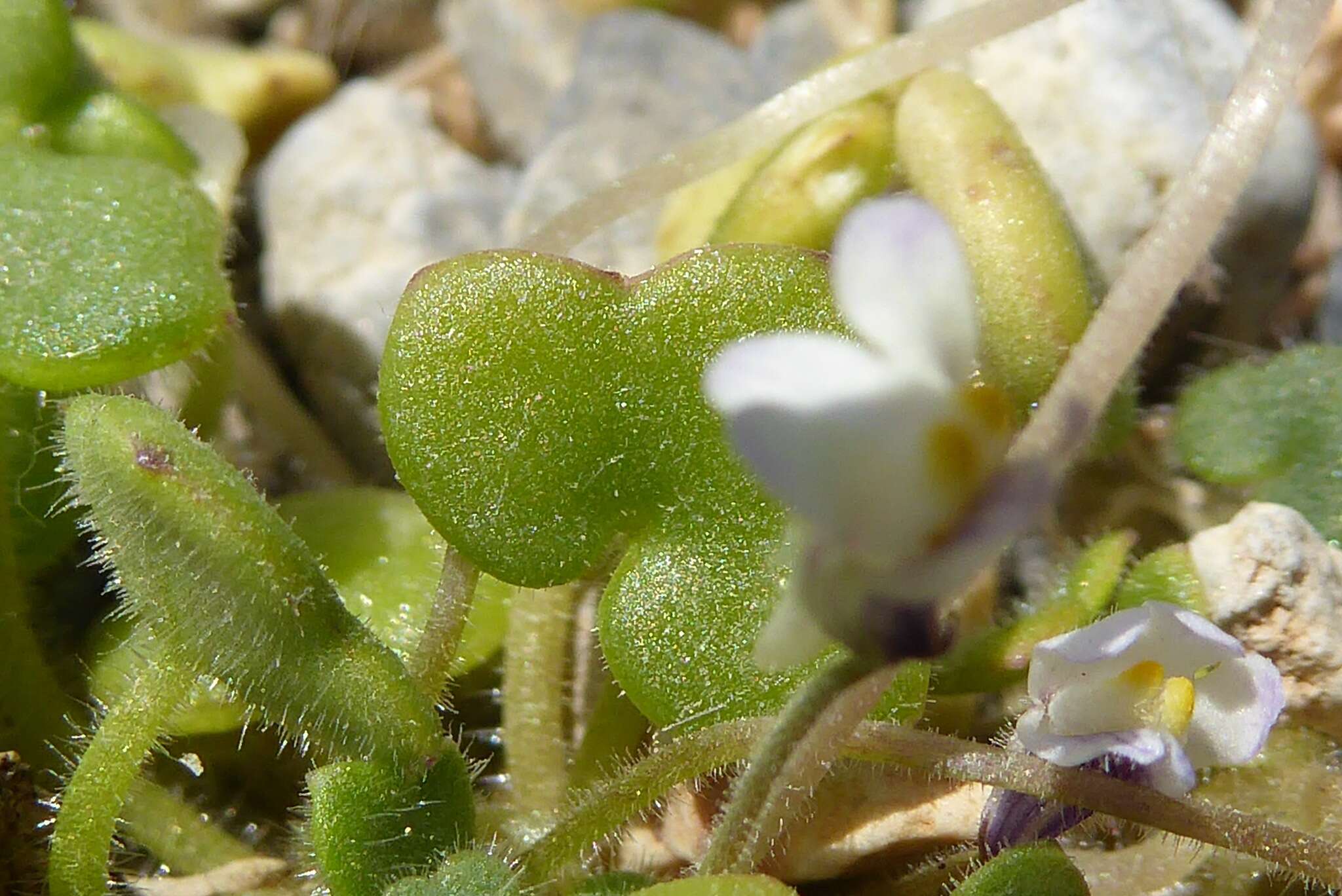 Image of Cymbalaria microcalyx subsp. microcalyx