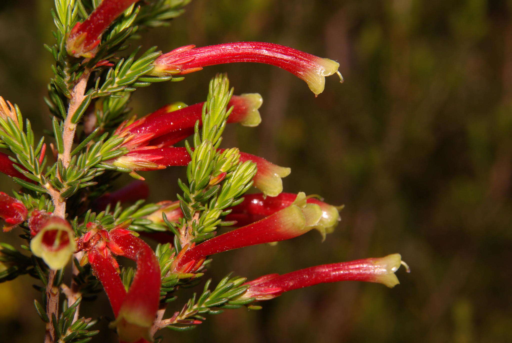 Image of Ever-flowering heath