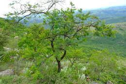 Image of Vachellia natalitia (E. Mey.) Kyal. & Boatwr.