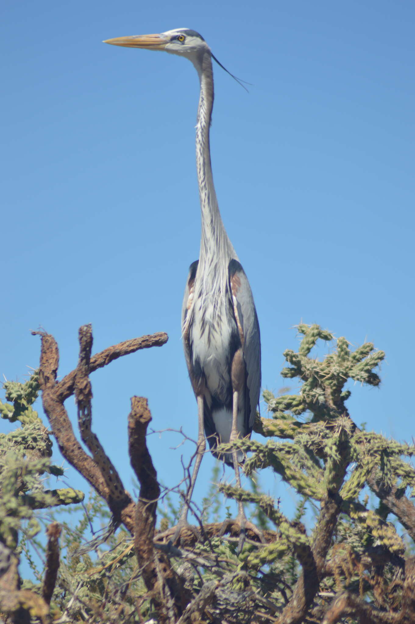 Image of Ardea herodias wardi Ridgway 1882