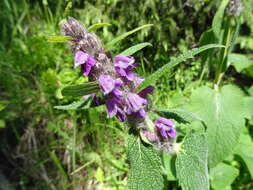 صورة Phlomoides oreophila (Kar. & Kir.) Adylov, Kamelin & Makhm.