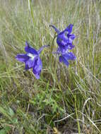 Image of royal larkspur