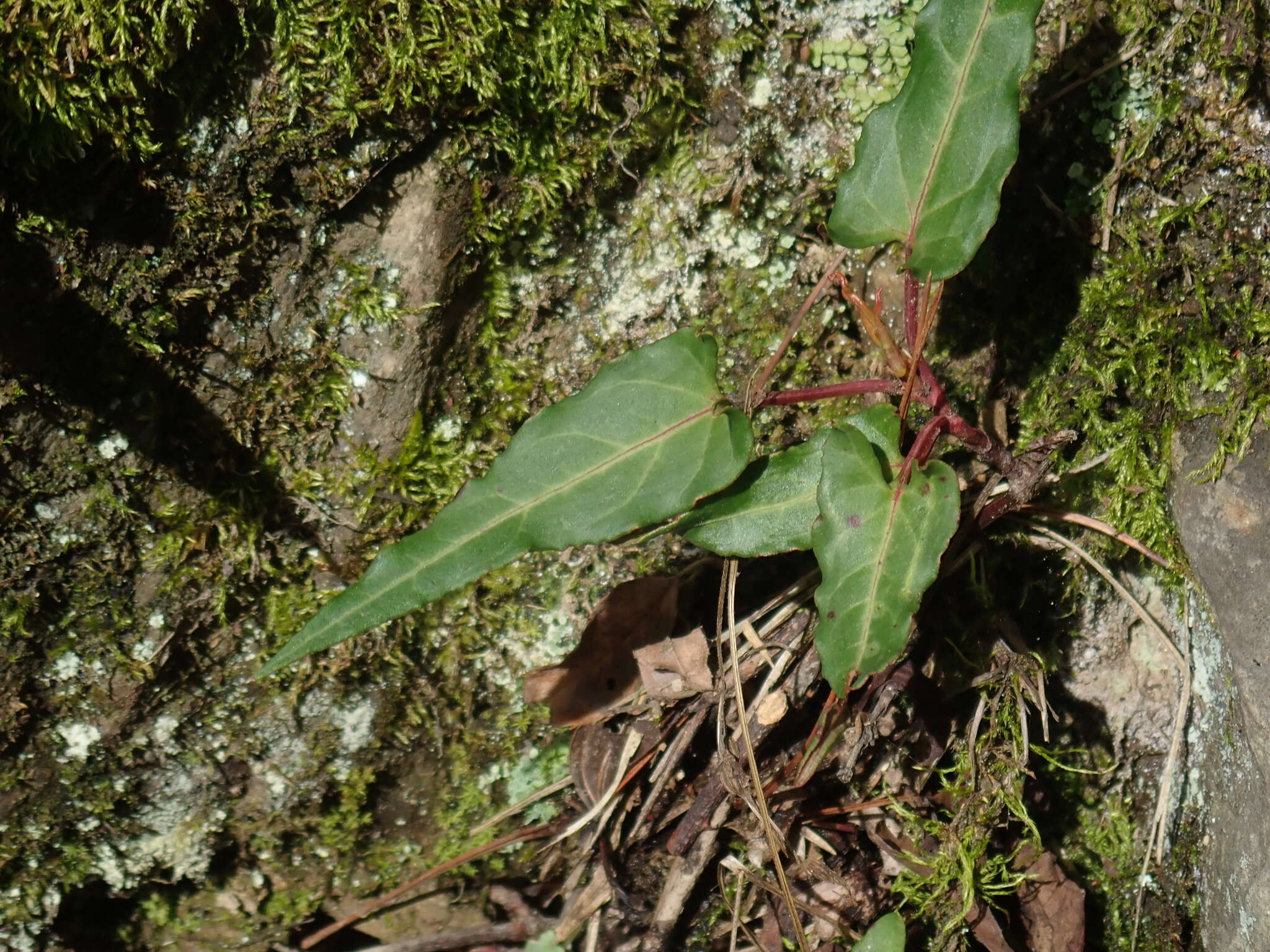 صورة Fallopia multiflora (Thunb.) K. Haraldson