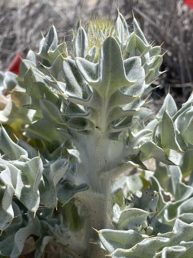 Cirsium rhothophilum Blake的圖片