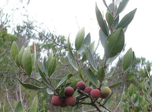 Image of Euclea polyandra (L. fil.) E. Mey. ex Hiern