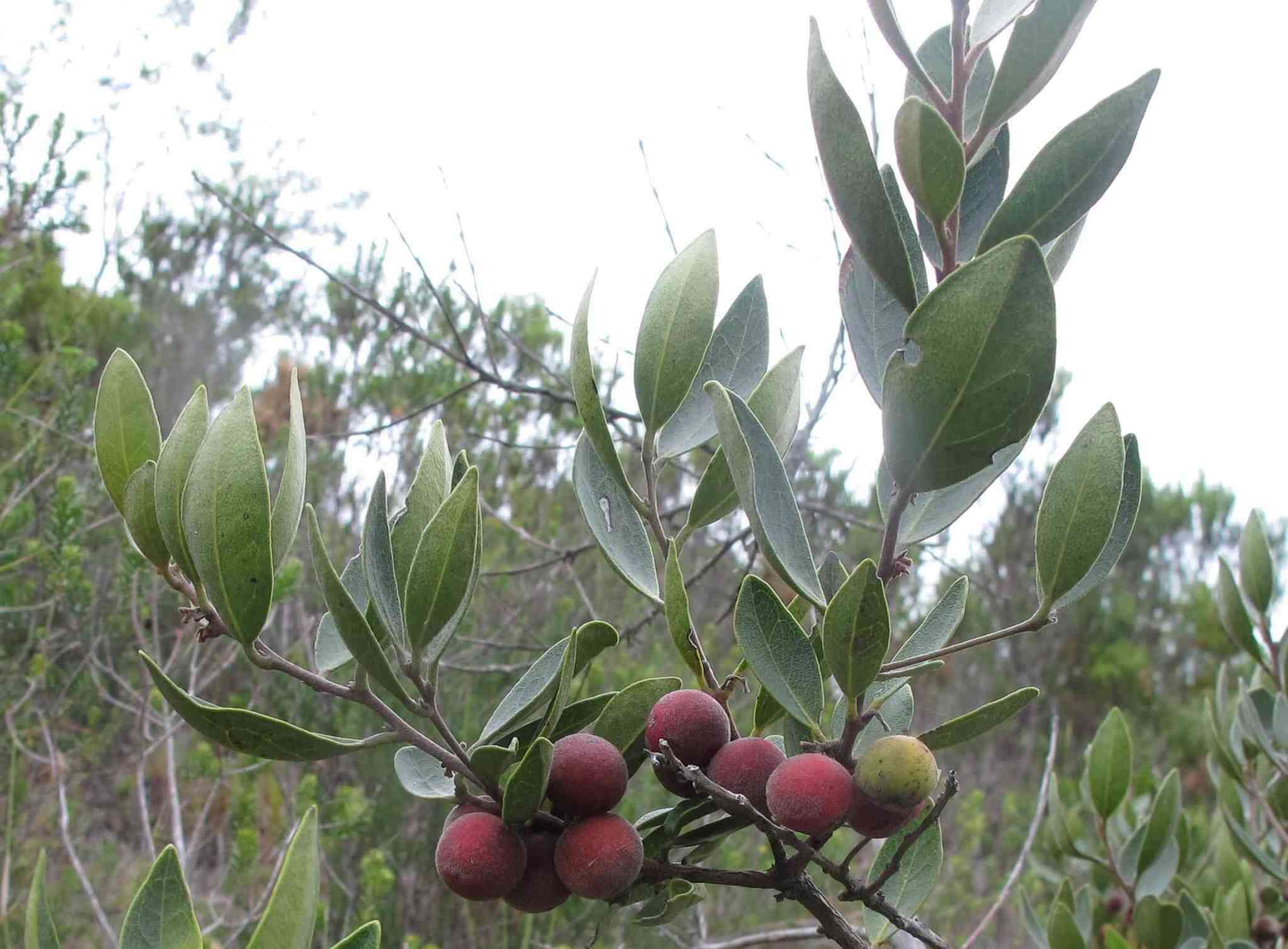 Image of Euclea polyandra (L. fil.) E. Mey. ex Hiern